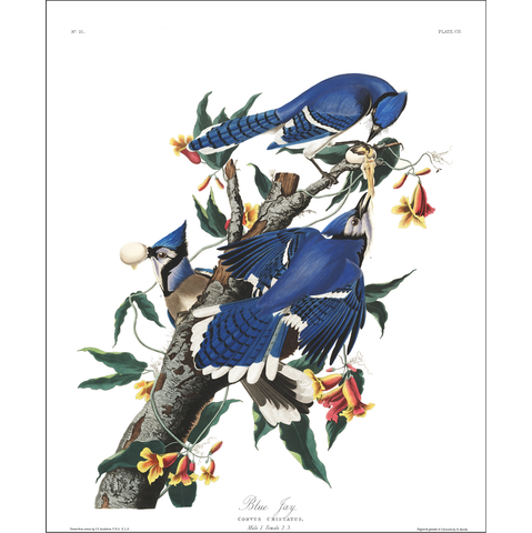 Blue Jay Bird prints Cuemars