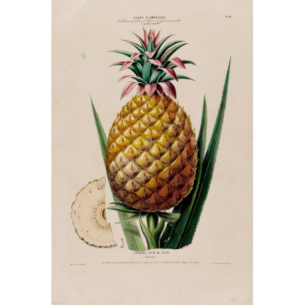 Pineapple Botanical Prints Cuemars