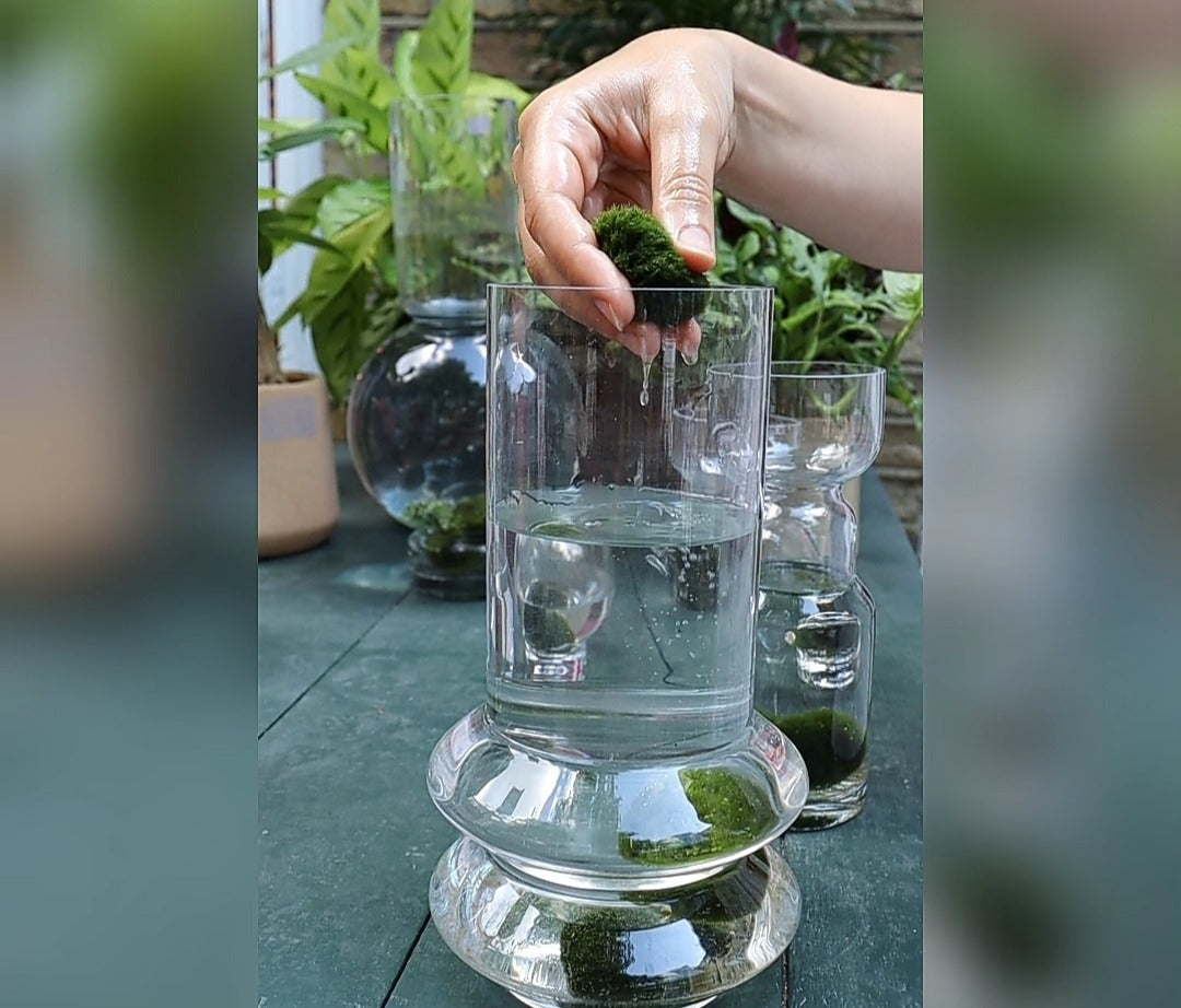 Join the Marimo Moss Ball Craze : The Perfect Indoor Water Garden •  OhMeOhMy Blog