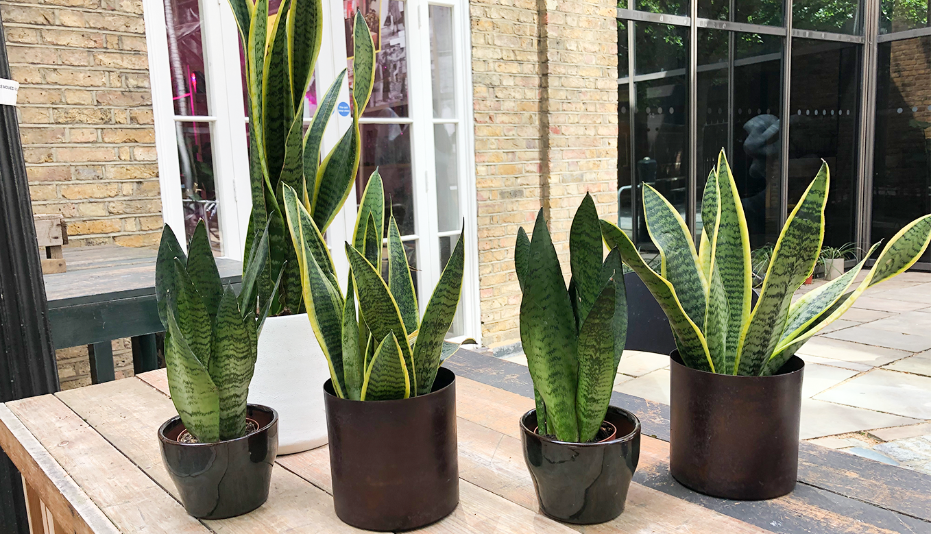 How to care for a snake plant? | Discover now on Cuemars – CUEMARS