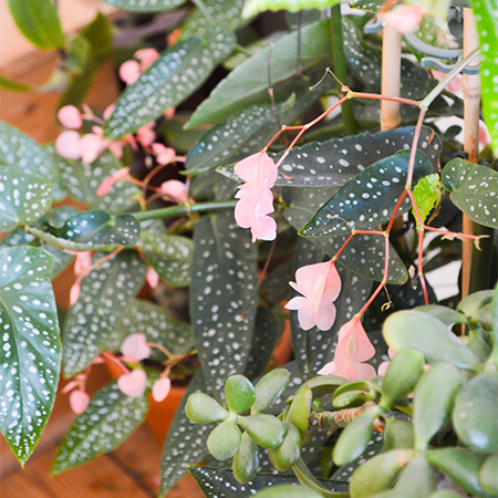 Cane Begonia with dotty long leaves and pale pink flowers