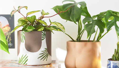 Group Partner Bikini Planter and Nude Planter with a Hoya plant and a Monstera Adansonii