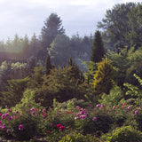 Brooks Gardens peony farm gardens