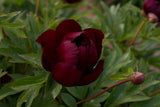 Itoh peony Chief Black Hawk