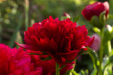 Christmas Velvet peony