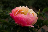 Coral Sunset peony flower