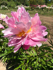 Peony Seed Pods are Ready to Harvest – Brooks Gardens Peonies