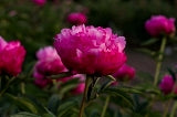 Joker peony