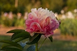 Lois' Choice unique peony