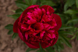 red peony Many Happy Returns