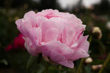 Myrtle Gentry most fragrant peony