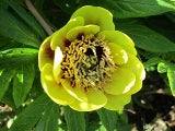 P. delavayii peonies