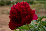 Red Charm peony