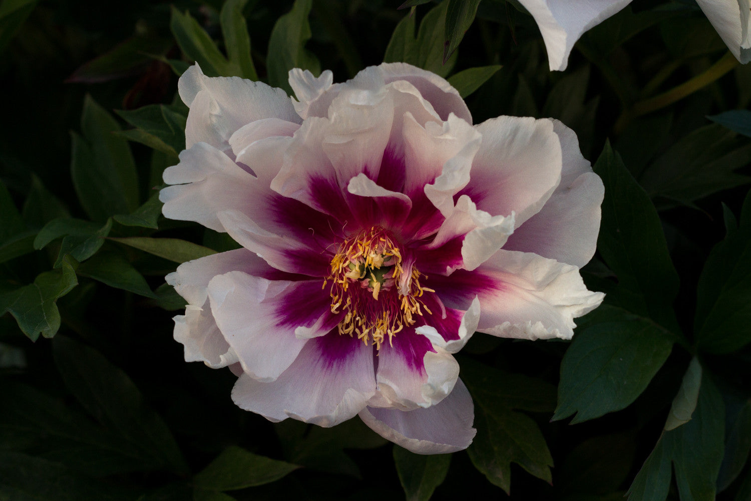Brooks Gardens Peonies Cora Louise An Itoh Intersectional Peony Variety