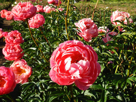 Buy Pink Hawaiian Coral Peony Online at Breck's Bulbs Canada