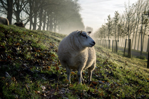 Merino wool sheep in New Zealand BRANWYN 