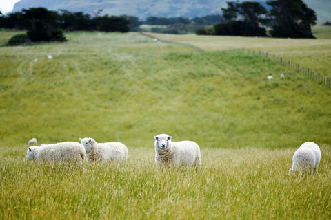 Sheep Grazing - BRANWYN In the Wild Blog