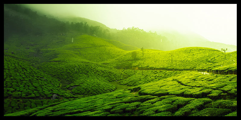 champ de thé vert