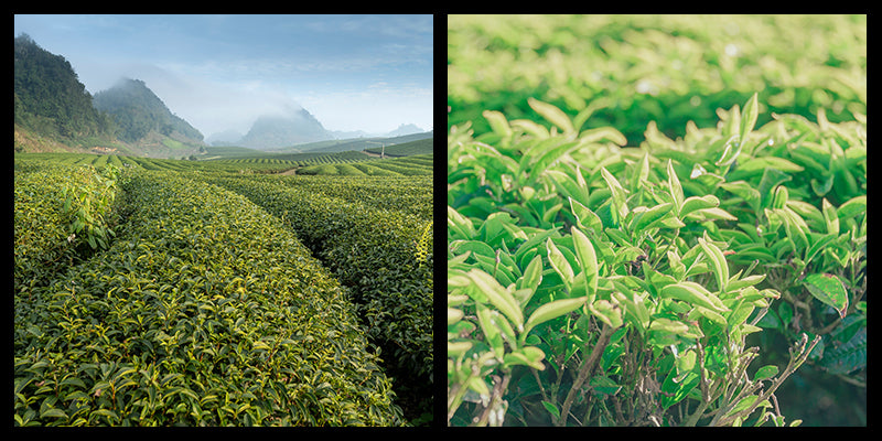 Les types de thés existants et leur propriété