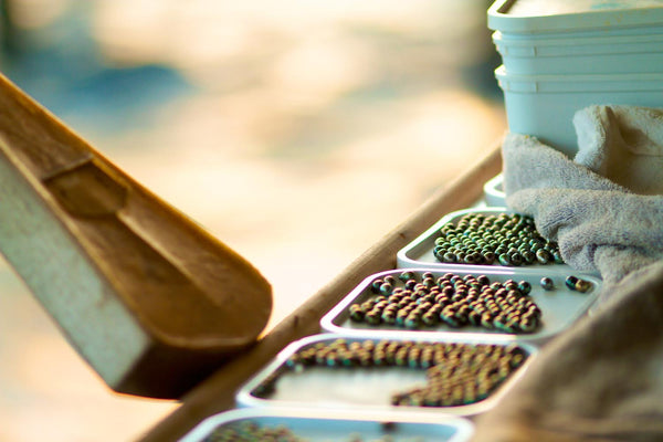 Tahitian pearl sorting at pearl farm sunset