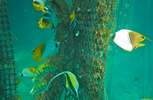 A school of white and yellow fish cleaning oyster baskets