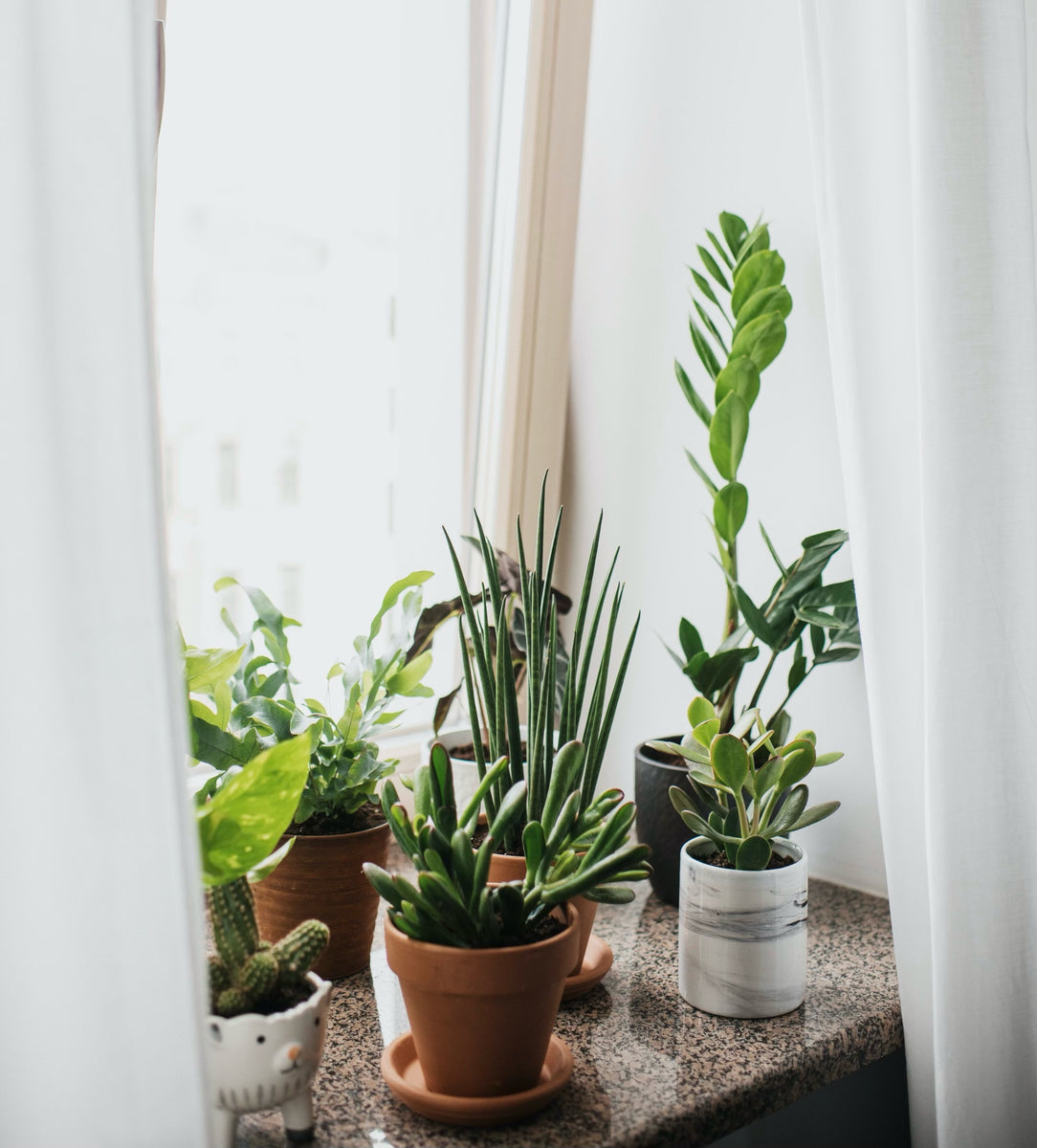 How to Properly Move Indoor Plants Outside in the Summer – Plant Vitamins