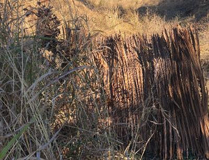 Raffia Grass  Michigan Sportsman Forum