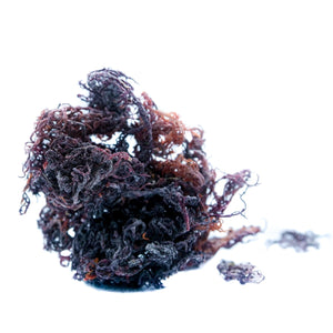 Raw Wildcrafted Sea Moss (Eucheuma Cottonii) – Neter Gold