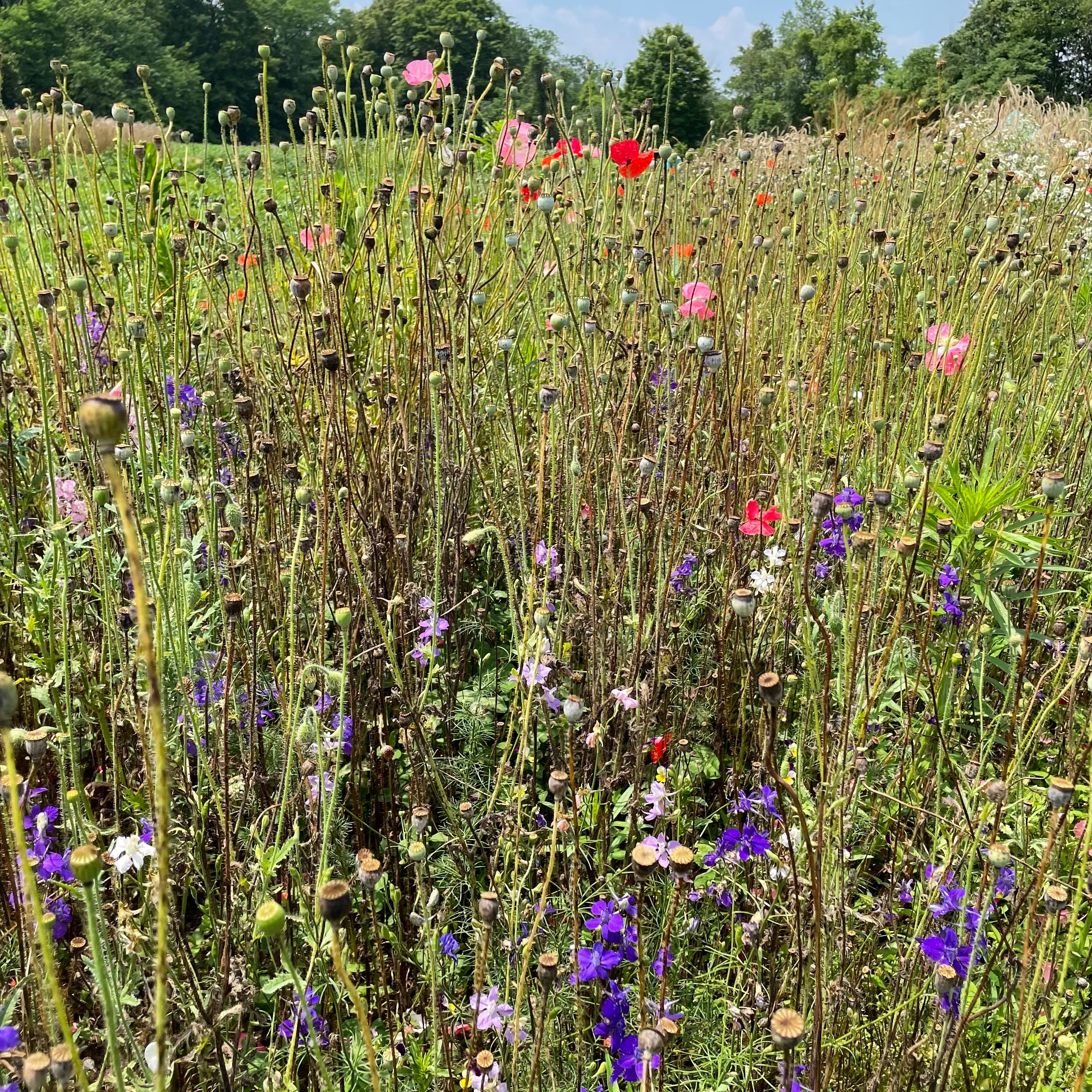 Wildflowers gone to seed