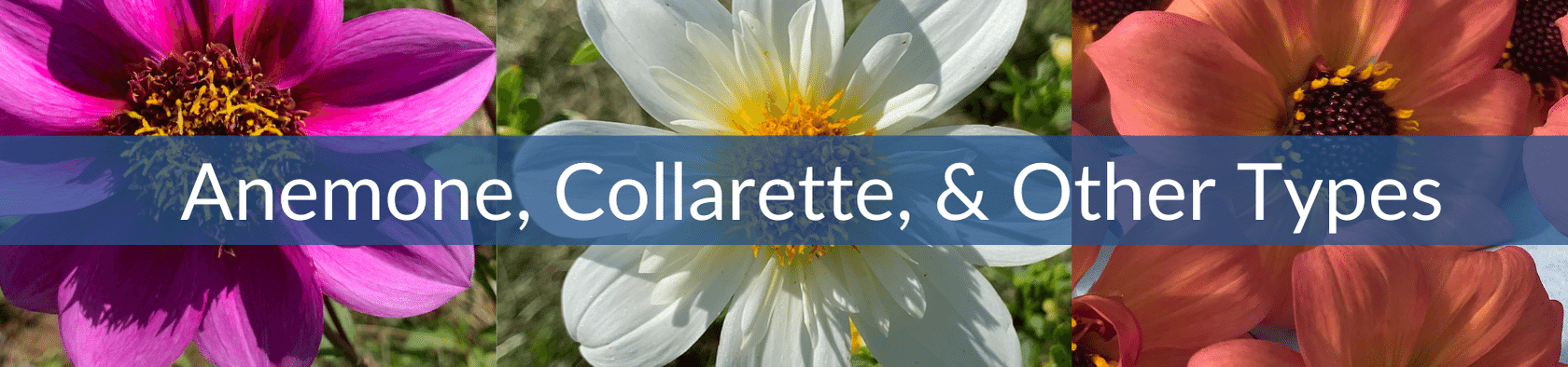 Anemone, Collarettes & Other Dahlias.png__PID:8f7e76b0-08cd-4b84-95b9-eff7a1705cdc