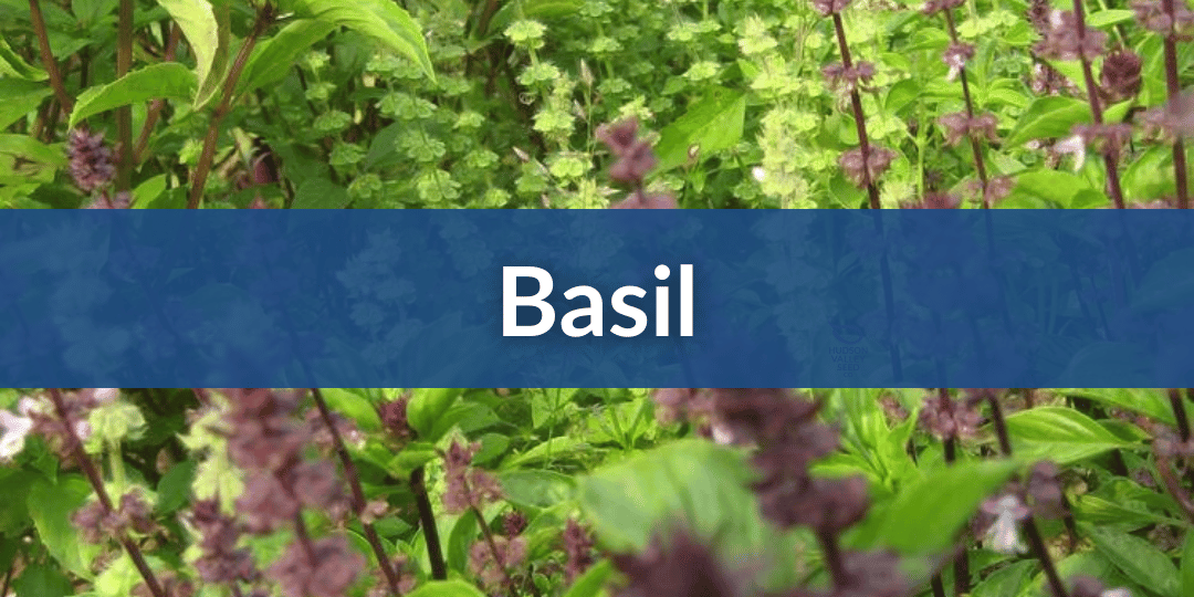 Basil.png__PID:0a46b626-33d1-4128-b666-28303e165f2a