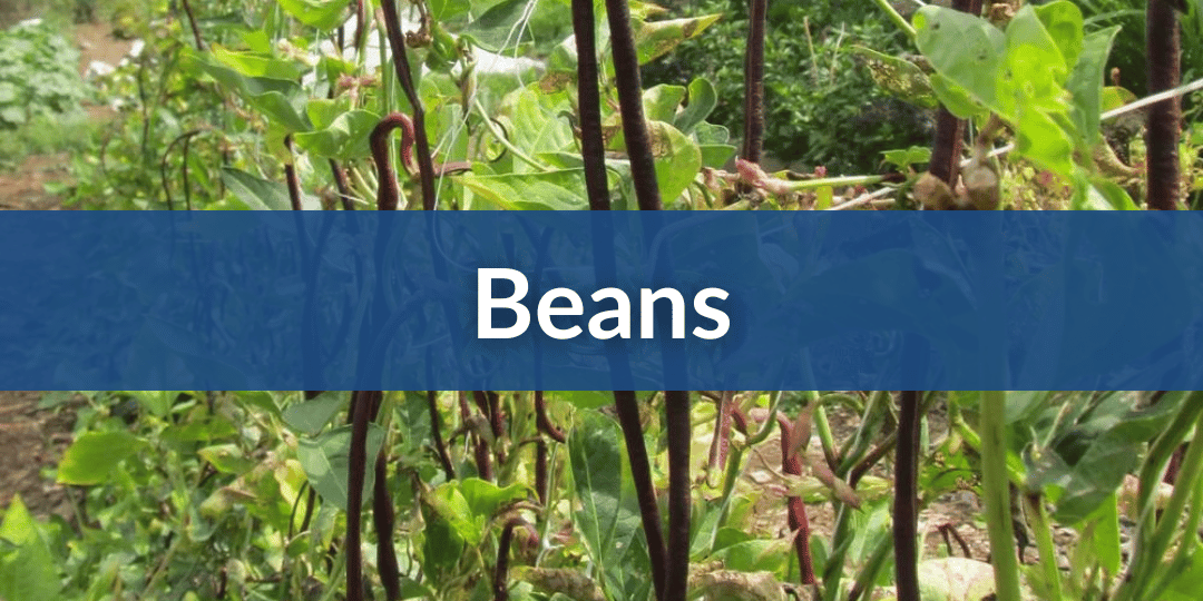 Beans Mobile.png__PID:1e38b6ec-8bf5-41ec-b549-e8eb4d449612