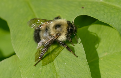 Bombus vagans.png__PID:8560d720-9b43-42ff-be23-e71d99ea47a6