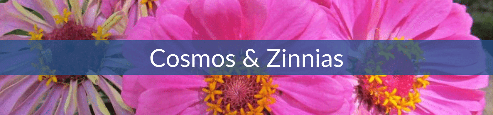 Cosmos & Zinnias (1).png__PID:9b761321-9c9b-42b1-89d6-d5707c2e9371