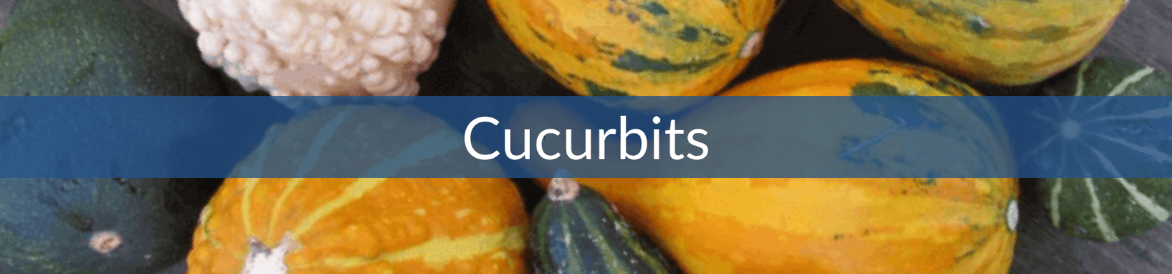 Cucurbits (1).png__PID:79b51260-4d6c-47a8-83c8-dfb9fd47c099