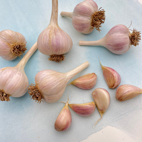 Dutch Red Shallot