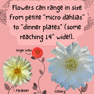 Dahlia Size to Scale (2) (1).png__PID:7ab98b1e-bbe7-4913-8678-1b27df224841