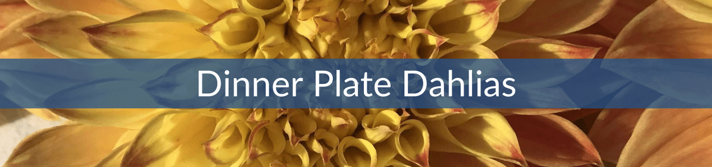 Dinner Plate Dahlias.png__PID:1fa72cd8-bab3-4761-b89a-604f1677028e