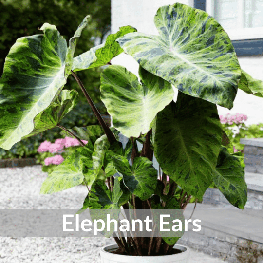 Elephant Ears Block (1).png__PID:9043907d-09f9-4c3a-be5d-dec03da3f371