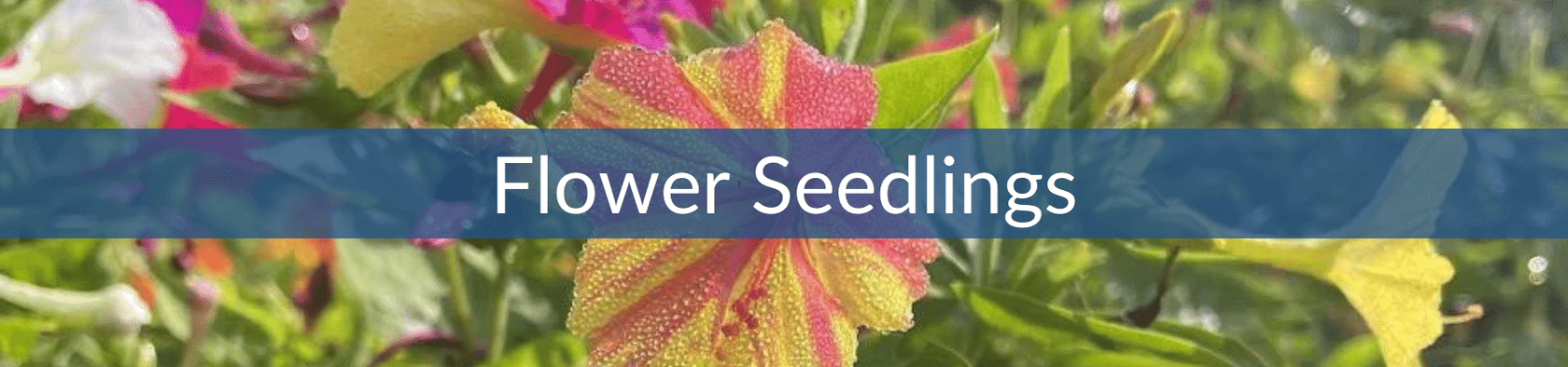 Floral Seedling Sales (1).png__PID:e6d0efb6-aa69-4c9b-92db-51d1b734c508
