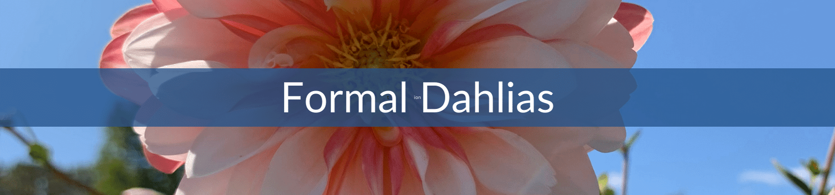 Formal Dahlias.png__PID:5bd13d96-4295-4fd6-bd55-edcea0b547f6