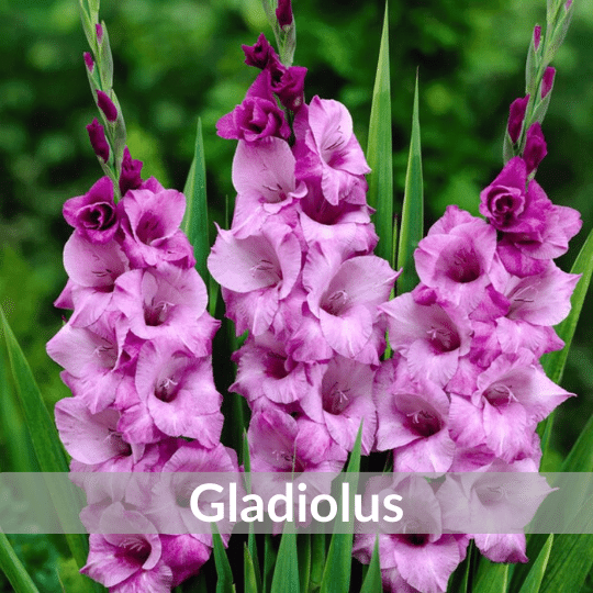 Gladiolus Block (1).png__PID:10a43cc4-db51-478f-b20b-5e619ba7d595