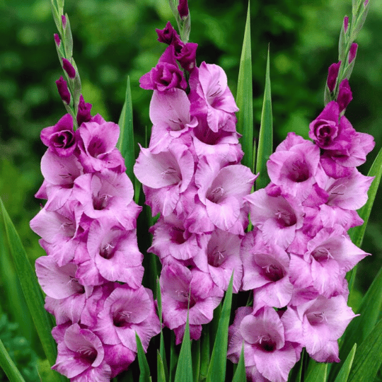 Gladiolus Block (2).png__PID:dadd86b1-335d-4960-8335-13d1ffcf69f7