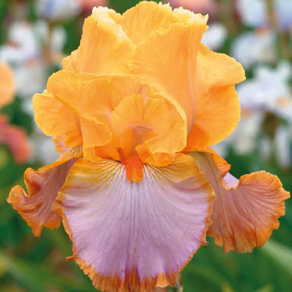Bearded Iris 'Batik'
