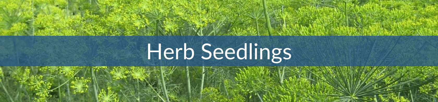 Herb Seedling Sales (1).png__PID:db51d1b7-34c5-4800-a367-6fede8b7af56