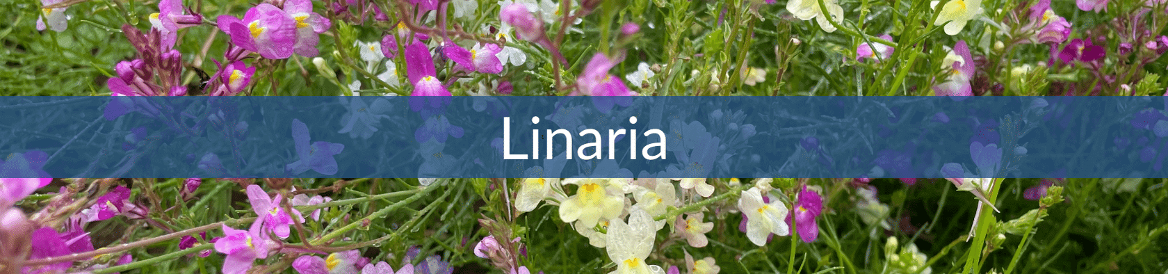 Linaria (1) (1).png__PID:1d78b925-7b50-4e7b-87d4-71335b318563