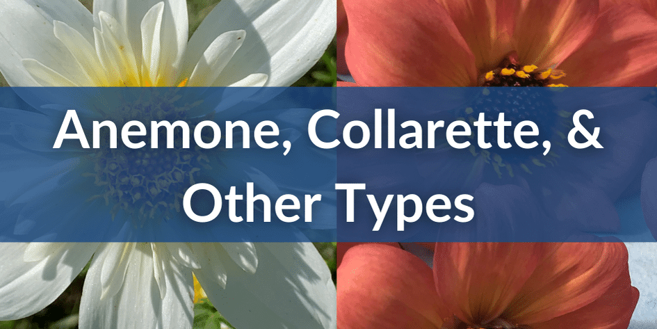 Mobile Anemone, Collarette, & other Dahlias.png__PID:52148f7e-76b0-48cd-bb84-55b9eff7a170