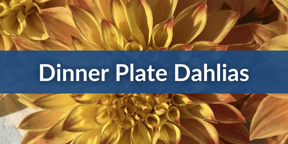 Mobile Dinner Plate Dahlias.png__PID:35abaa02-9595-4420-be38-ac3c2eb53785