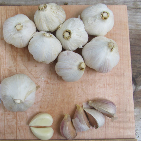 Organic Dutch Red Shallot Bulbs — San Diego Seed Company