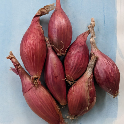 Rossa di Milano' Onion – Experimental Farm Network Seed Store